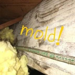 Mold growing under home